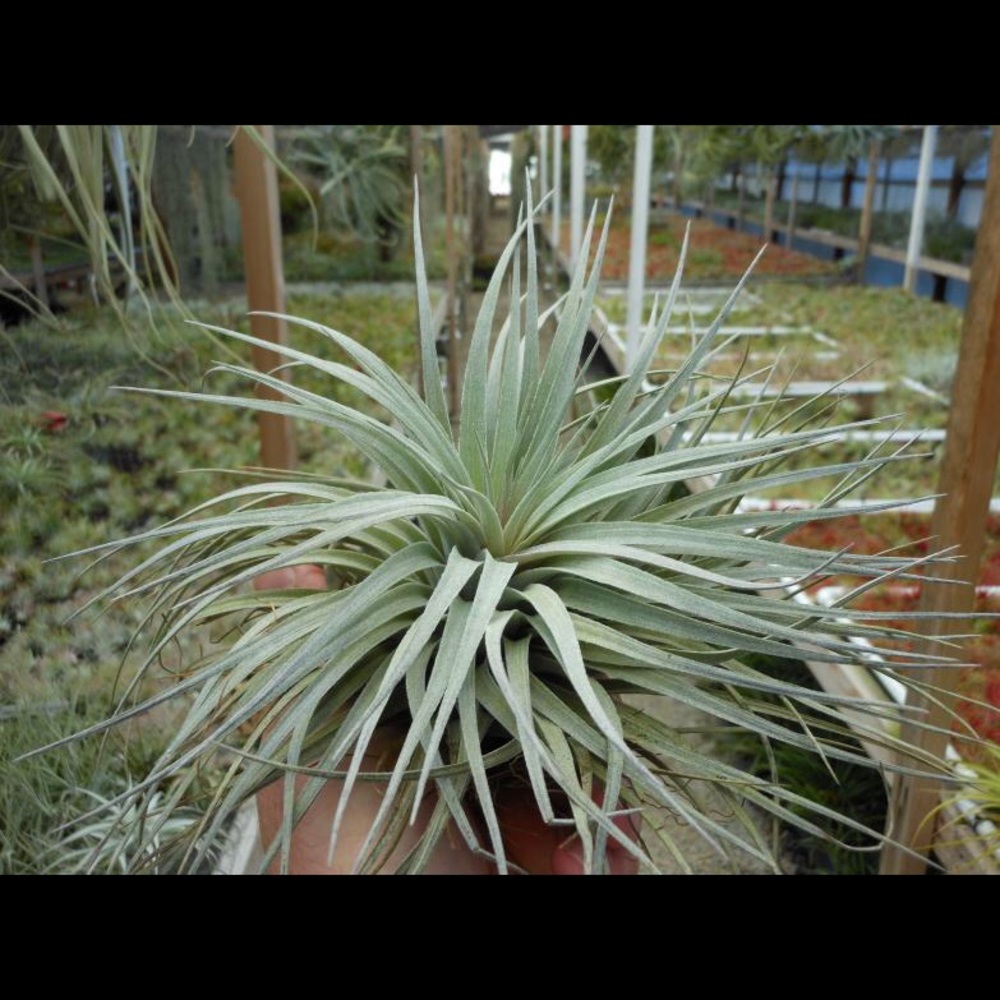 •SOLD OUT• ✨ Houston Red Princess Air Plant